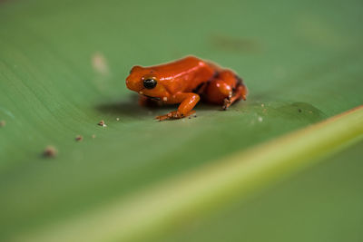 Close-up of insect on leaf