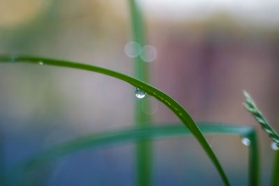 Close-up of wet plant