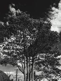 Low angle view of trees against sky