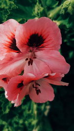 Close-up of pink flower