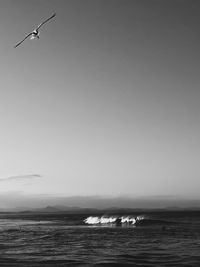Seagulls flying over sea against sky