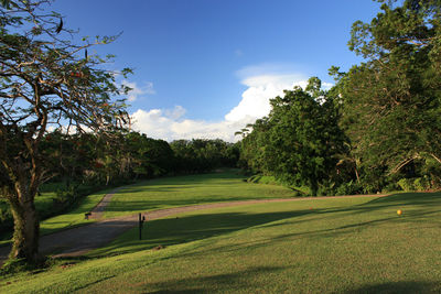 Trees on grassy field against sky