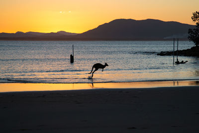 Silhouette kangaroo jumping on beach against sky during sunset