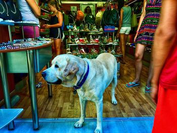 Low section of woman with dog standing on floor