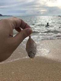 Close-up of hand holding fish at beach