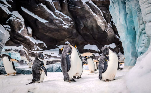 Penguin on snow covered mountain