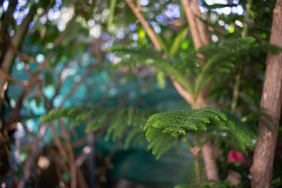 Close-up of fresh green leaves in forest