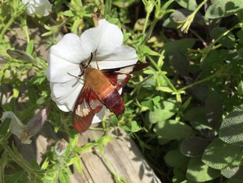 Close-up of butterfly on plant