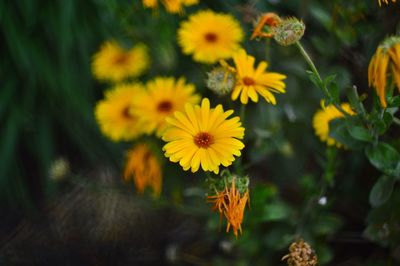 Close-up of yellow flowering plant