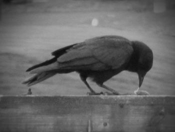 Bird perching on railing