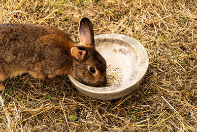 High angle view of animal on land