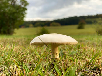 Close-up of mushroom on field