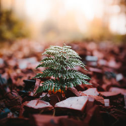 Close-up of fern growing on rocks