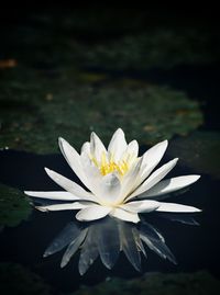 Close-up of lotus water lily in pond