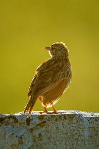 Close-up of bird perching on wooden post