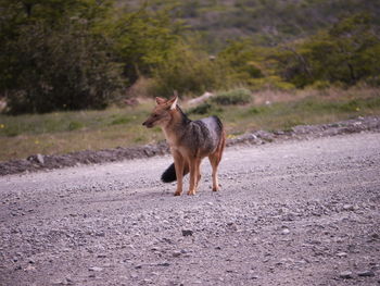 Fox standing on road