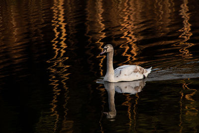 reflection
