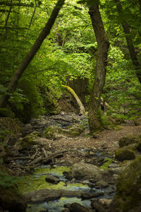 Scenic view of forest