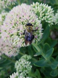 Close-up of bee on purple flower