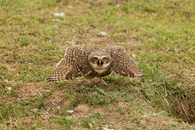 Close-up of hawk on grass