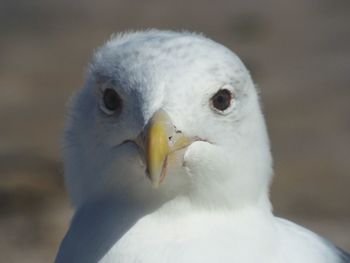 Close-up portrait of a bird