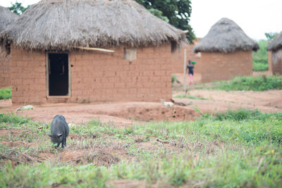 Rear view of man standing on field