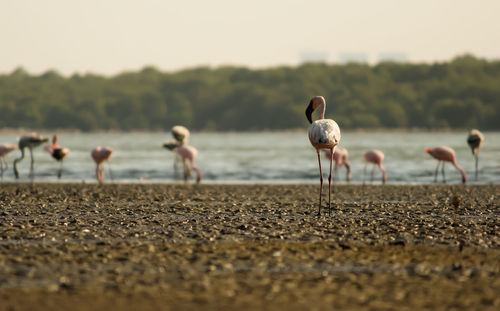 Flamingoes at riverbank