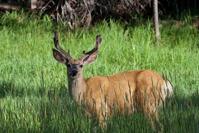 Deer on grassy field