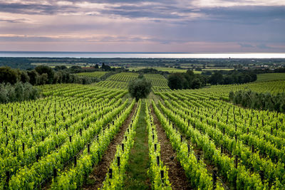 High angle view of vineyard