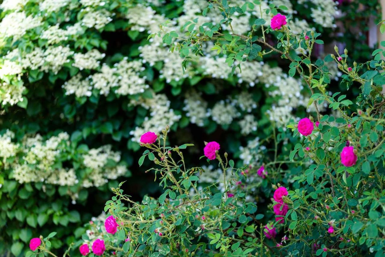 flowering plant, flower, plant, growth, beauty in nature, freshness, fragility, vulnerability, pink color, nature, plant part, leaf, flower head, day, inflorescence, petal, no people, green color, close-up, focus on foreground, outdoors