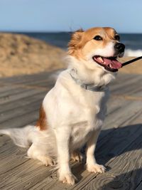 Dog looking away while standing on beach