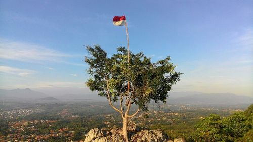 Tree growing on mountain against sky