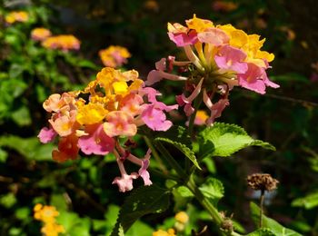 Close-up of pink flowers