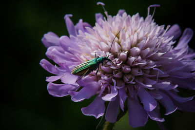 Close-up of insect on purple flower