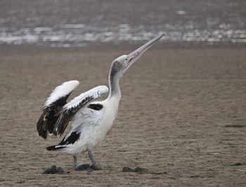 Side view of a bird on beach 