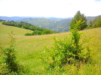 Scenic view of field against sky