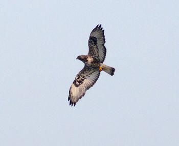 Low angle view of eagle flying against clear sky