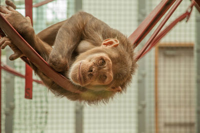 Portrait of monkey relaxing in zoo