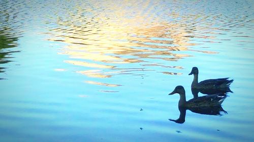 Bird flying over lake