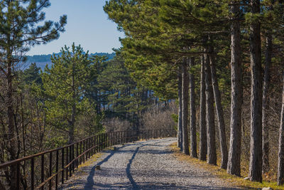 Footpath amidst trees against sky