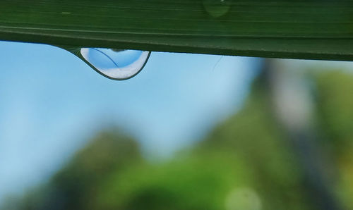 Close-up of raindrops on leaf