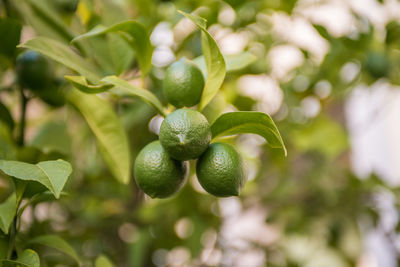 Close-up of berries growing on tree