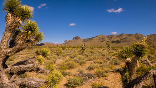 Scenic view of desert against sky