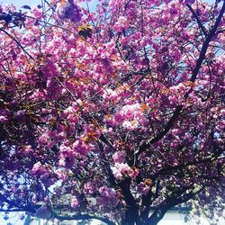 Low angle view of pink flower tree against sky