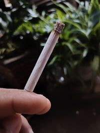 Close-up of hand holding cigarette