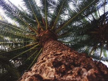 Low angle view of palm tree