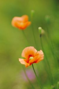 Close-up of orange flower