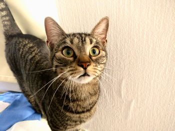 Close-up portrait of tabby cat