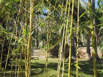 Trees growing on field in forest