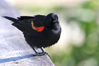 Close-up of bird perching on wood